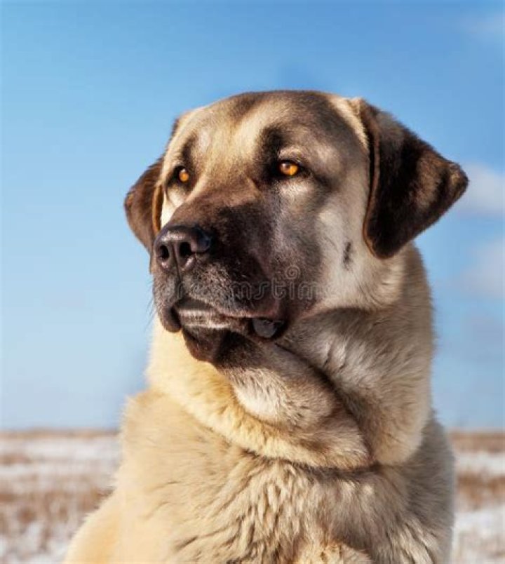 kangal dog face close up