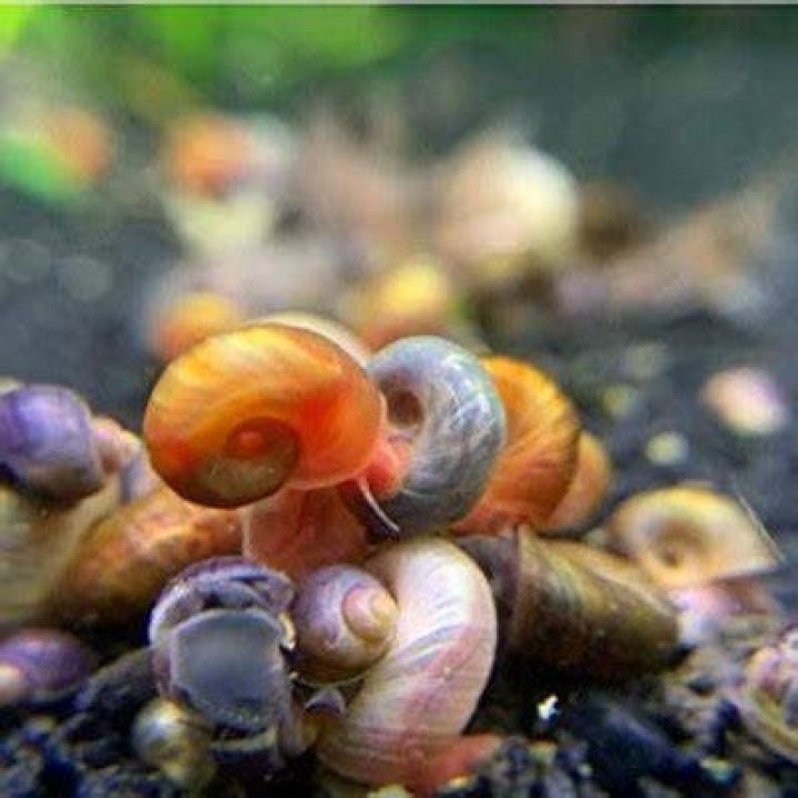 Kazen Aquatic Mix Colors Ramshorn Snails