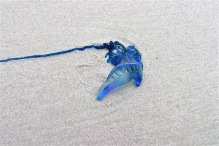 Keep your distance: Bluebottle jellyfish wash up on Bay View beaches