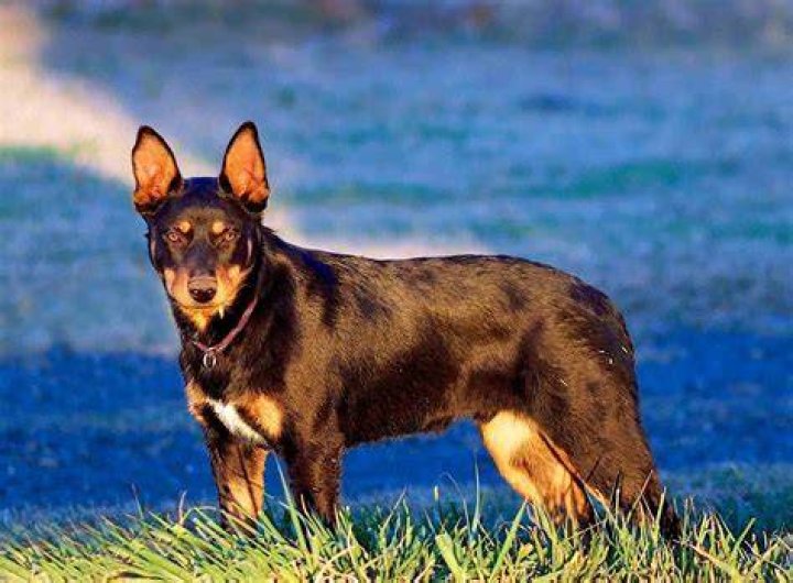 Kelpie dog