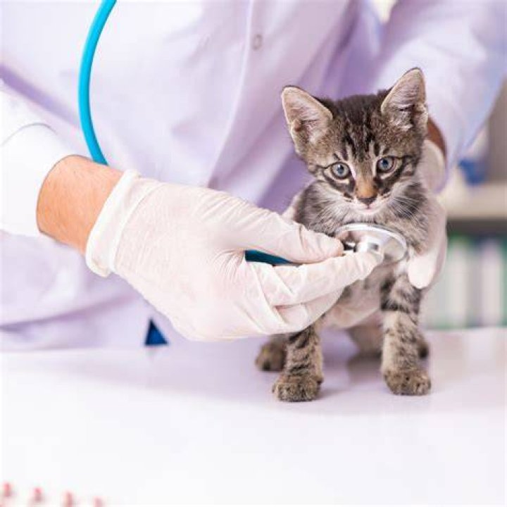 kitten and vet
