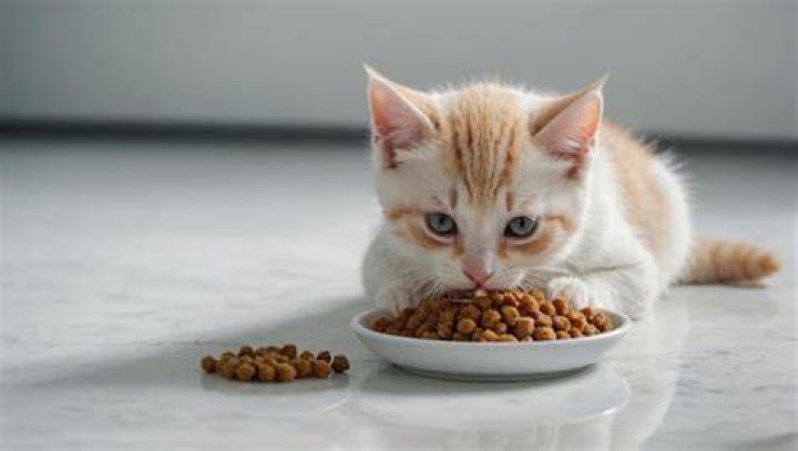 kitten eating