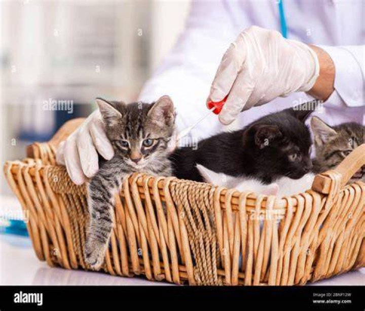 kitten in vet clinic