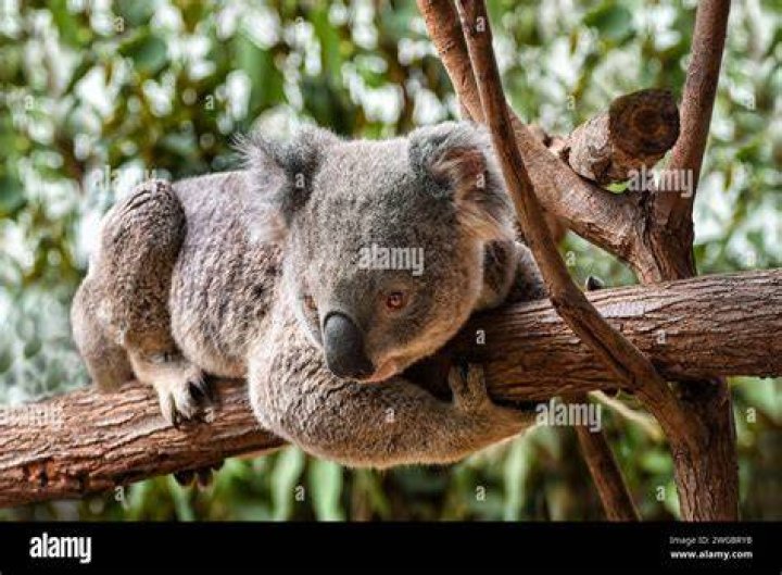 koala on a tree branch