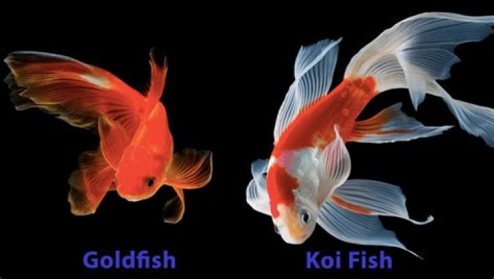 Koi and Goldfish