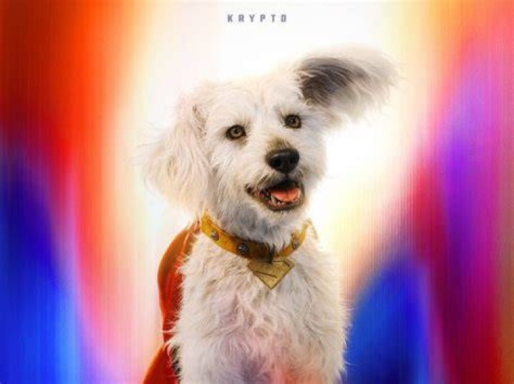 Krypto the Superdog prepares for a mission with Ace the Bat-Hound