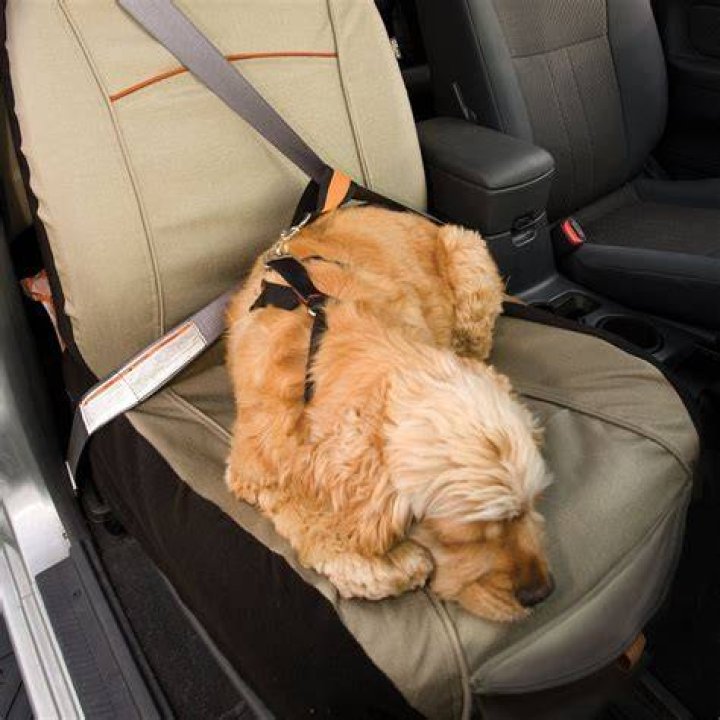 Kurgo Copilot Seat Cover Ft Ecomm Via Chewy.com