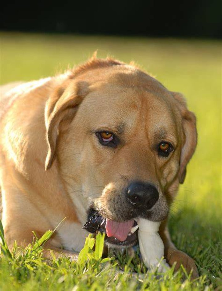 labrador mastiff