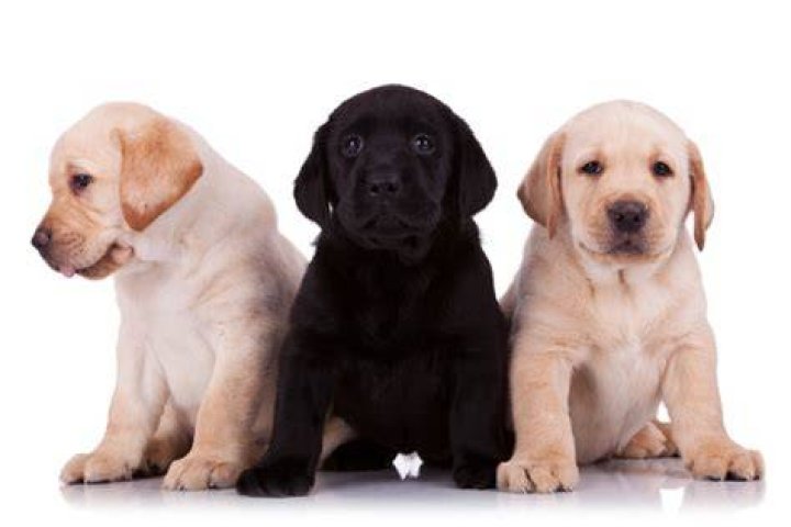 Labrador Retriever Puppies For Sale in Pennsylvania: Breeders List 2024