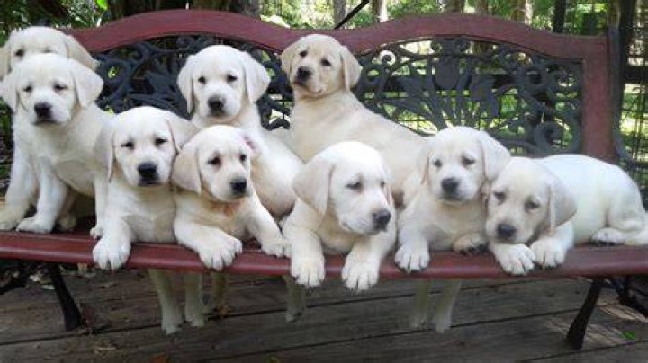 labrador retriever puppies on white background