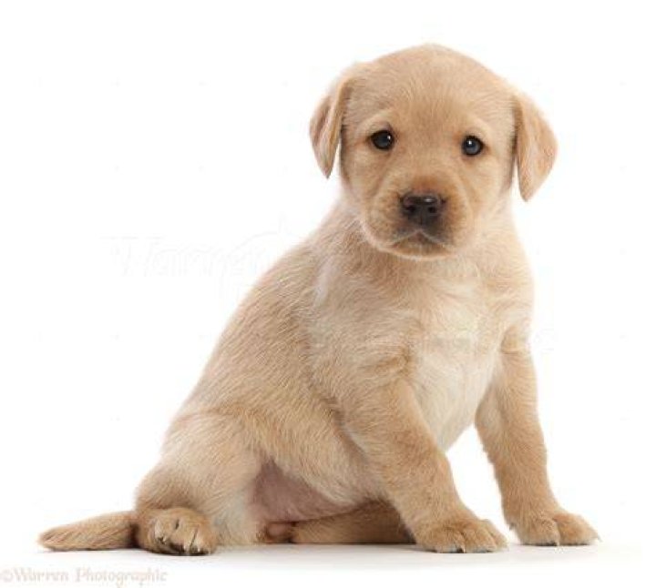 Labrador retriever puppies sitting on grass