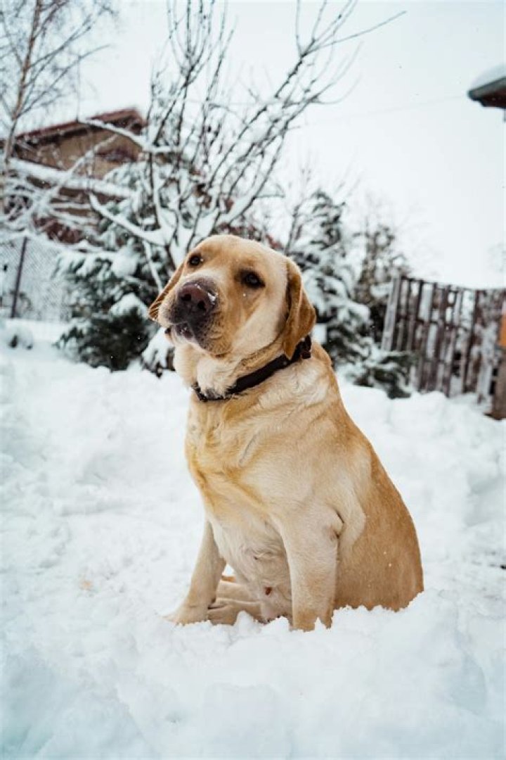 labrador retriever standing on snow