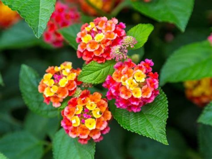 Lantana plant with flowers