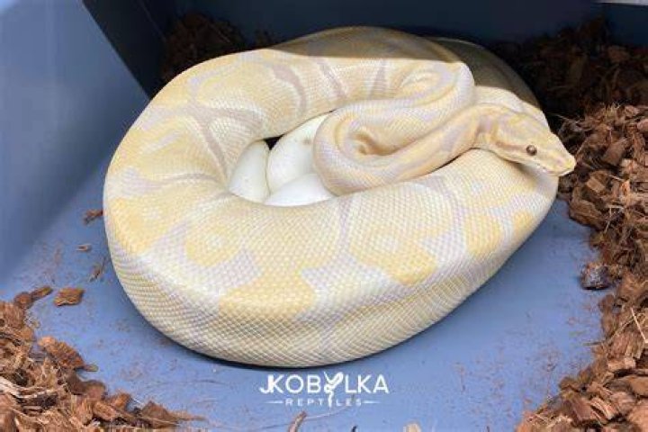 LAVENDER ALBINO ball python