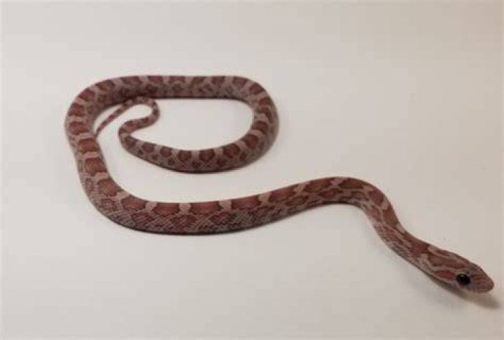 Lavender Corn Snake: Facts, Appearance & Care Guide (with Pictures)
