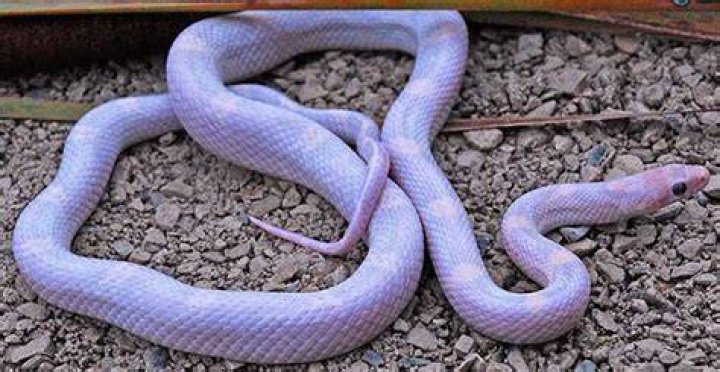 Lavender Corn Snake on a rock