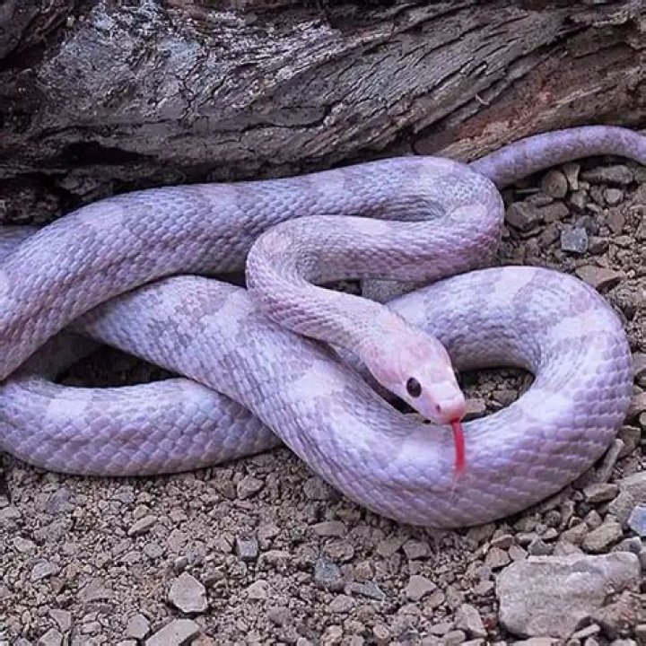 Lavender corn snake