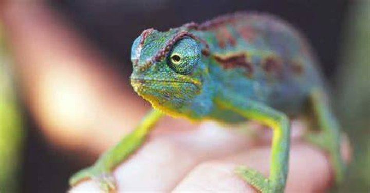 Leaord&rsquo;s Chameleon- 6th Shortest Lifespan Creatures In The World