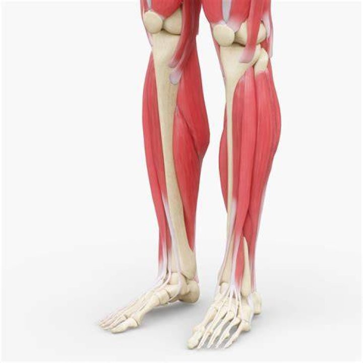 Leg, Human leg, Human body, Standing, Joint, Elbow, Knee, Shorts, Physical fitness, Chest, leg, human leg, human body, standing, joint, elbow, knee, shorts, physical fitness, chest,