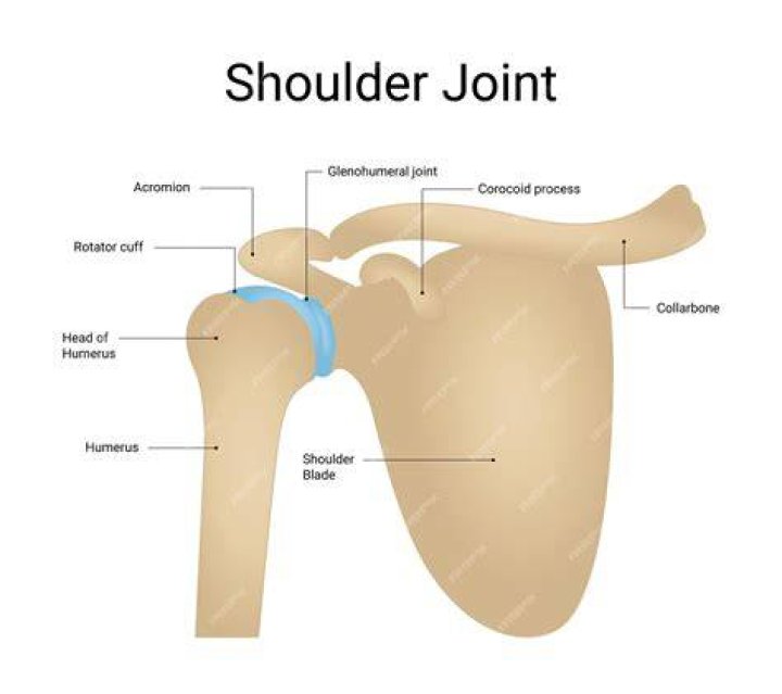 Leg, Shoulder, Joint, Human leg, Standing, Elbow, Knee, Muscle, Carmine, Barechested, leg, shoulder, joint, human leg, standing, elbow, knee, muscle, carmine, barechested,