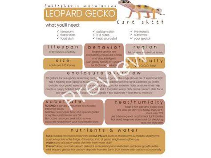 Leopard Gecko: Care Guide, Pictures, Varieties, & More