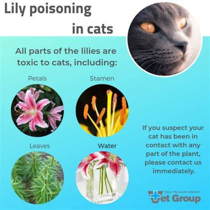Lily flower, toxic to cats