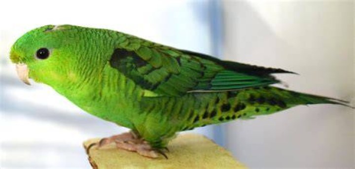 Lineolated Parakeet
