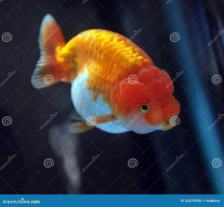 lion head goldfish in an aquarium