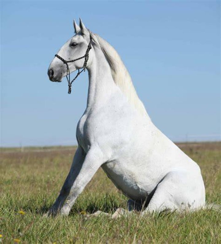 Lipizzaner Horse: Info, Pictures, Temperament & Traits
