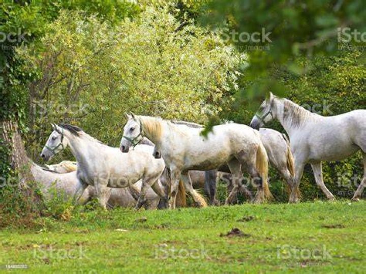 Lipizzaner horses on nice day outdoors