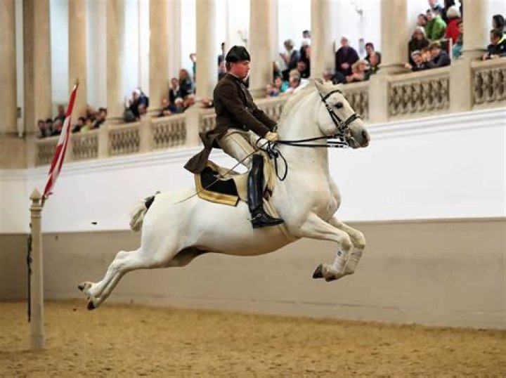 Lipizzaner horses