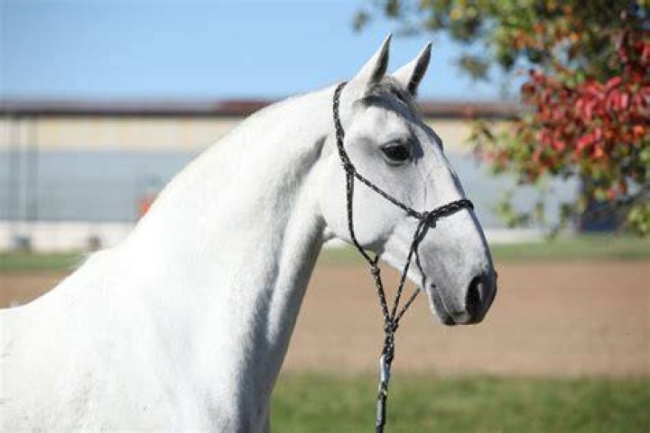 Lipizzaner horse_Shutterstock_karengesweinphotography