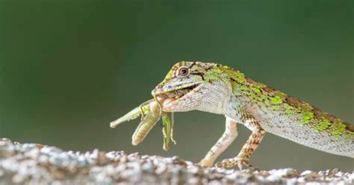 Lizard eating in the wild