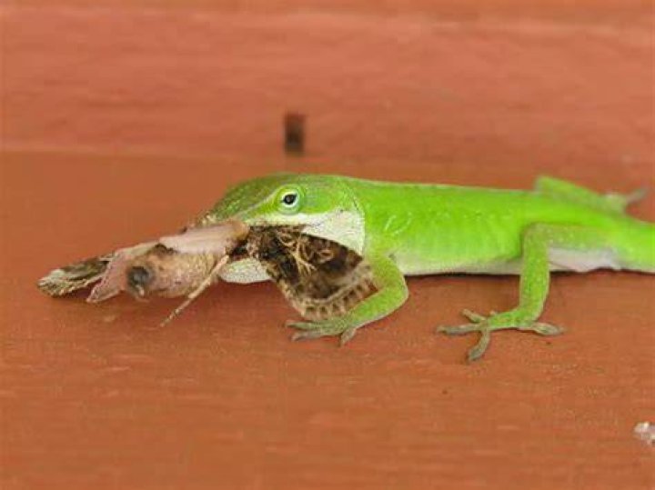 Lizard Eating