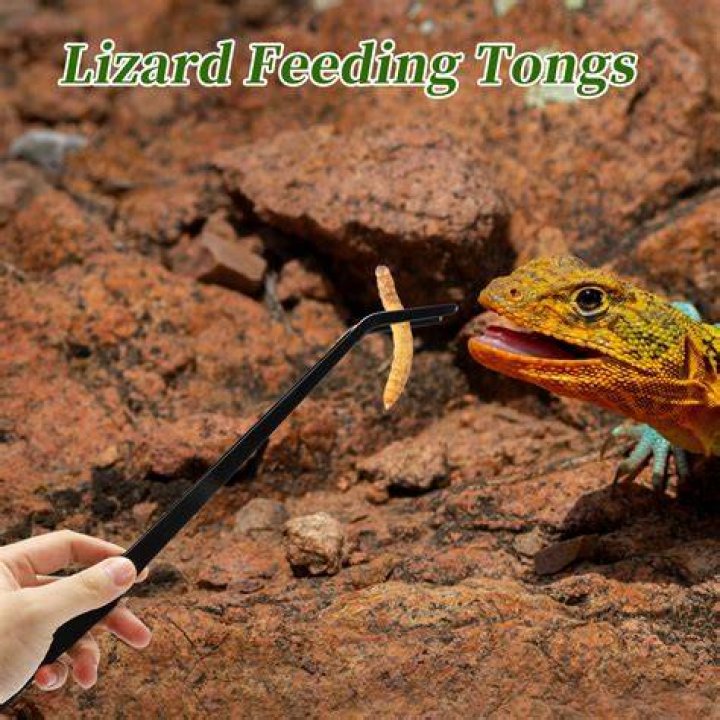 Lizard Feeding