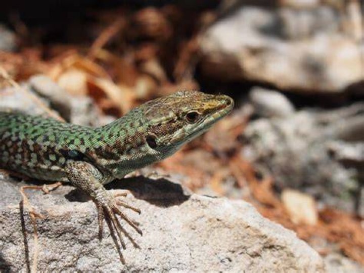 Lizard on rock eating