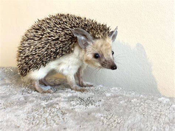 Long eared Hedgehog