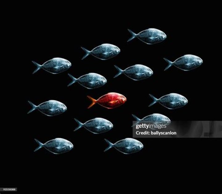 long gray fish surrounded by smaller white fish and colorful underwater reef