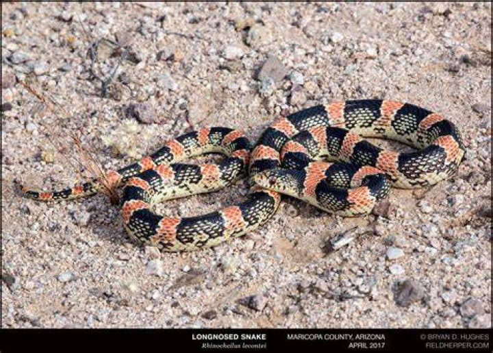 Long-nosed Snake