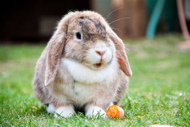 lop eared rabbit at home