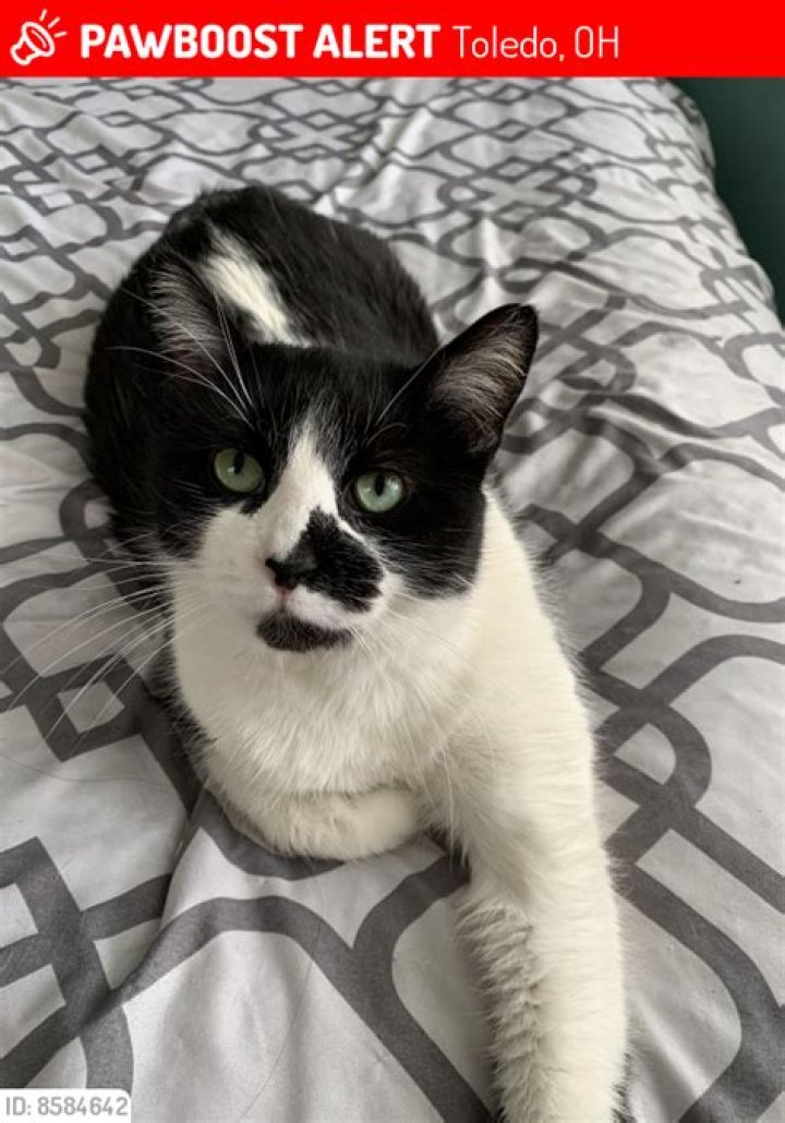 Lost Cat (Toledo, Ohio) Ian