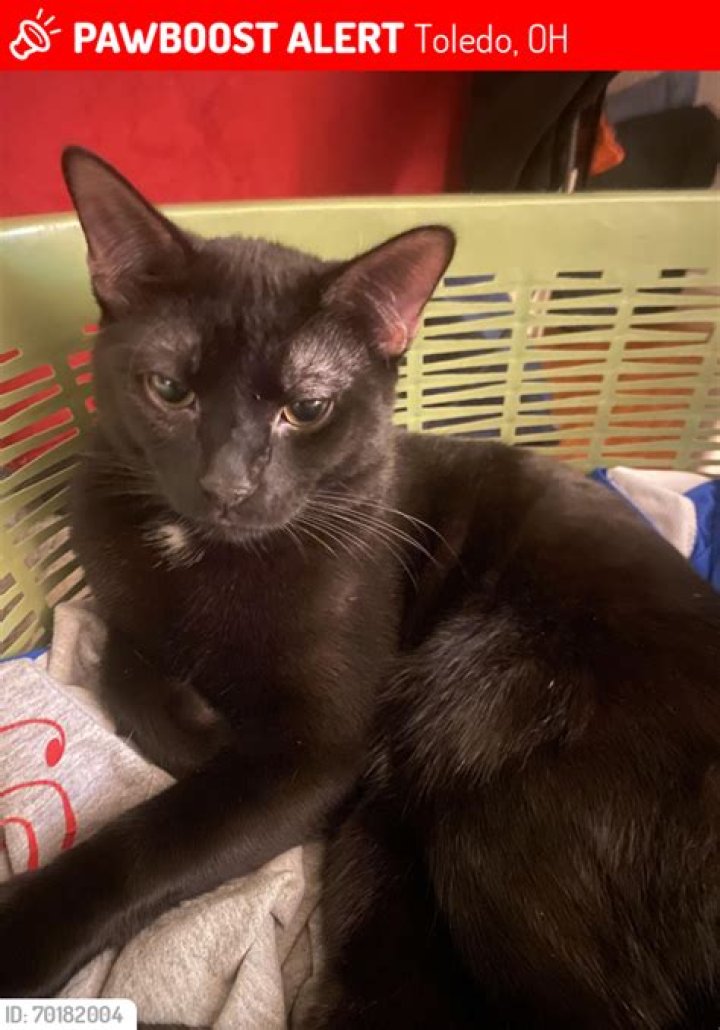 Lost Male Cat in Toledo, OH 43623 Named Fred (ID 4716222) PawBoost