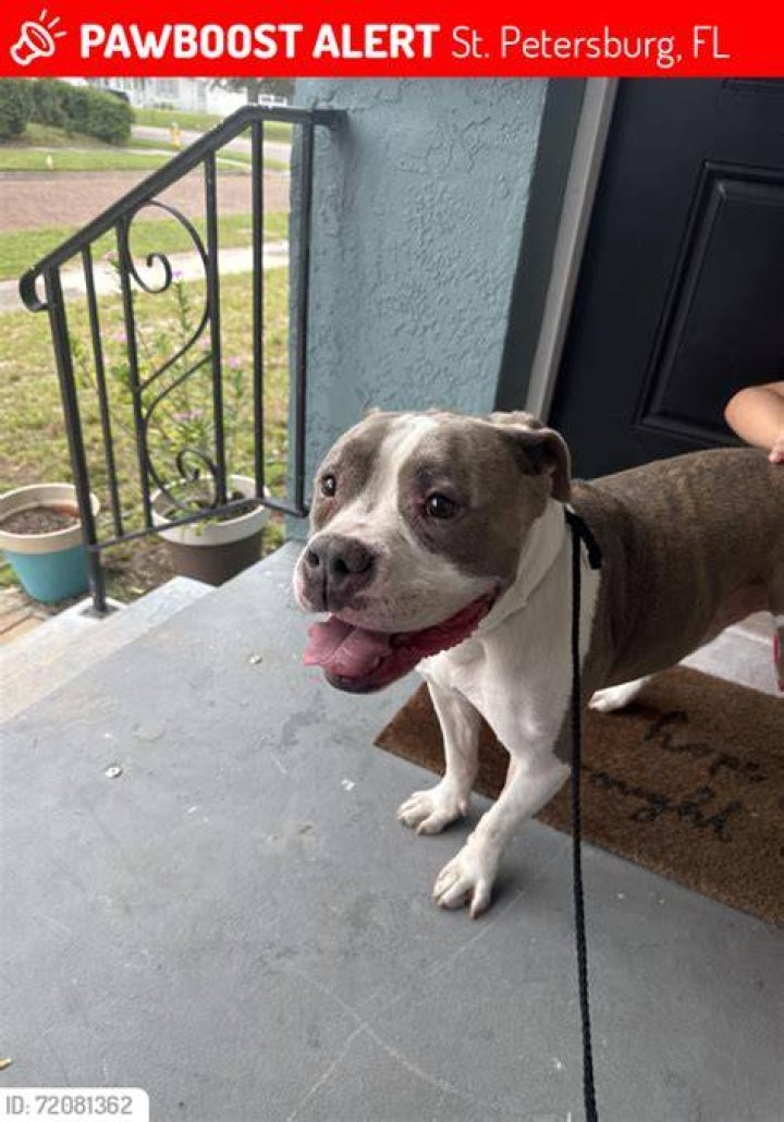 Lost, Missing Dog Pit Bull Toledo, OH, USA 43613 on April 13, 2016)