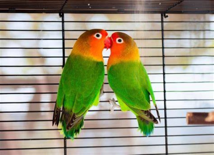 lovebirds out of the cage