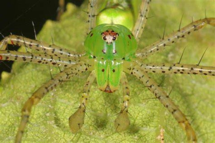 Lynx Spider on a green leaf