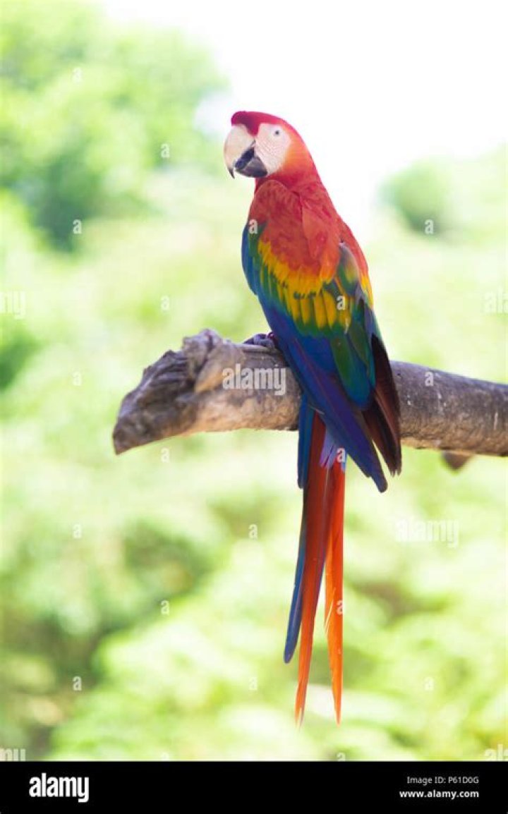 macaw parrot