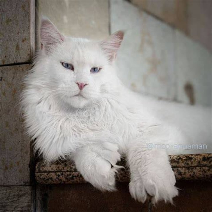 Maine Coon cat on white background