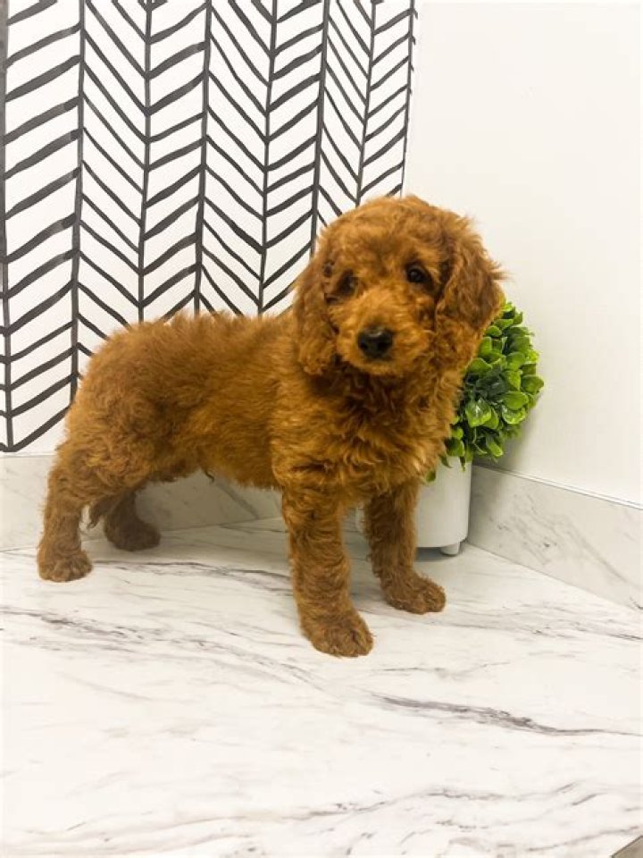 Male F1b Mini Goldendoodle Puppy for Sale ID 2806DW