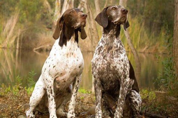 male female gsp