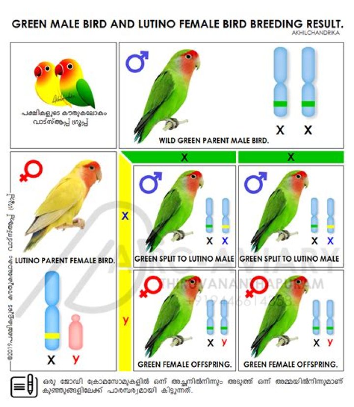 Male or Female Lovebird: 4 Way to Identify the Differences (With Pictures)